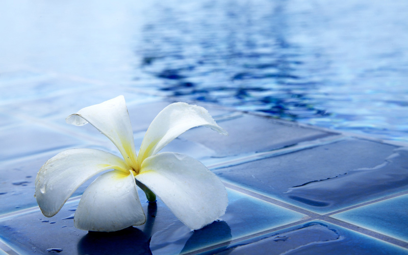 prime-tours-flower-by-the-pool-switzerland flower by the pool Switzerland