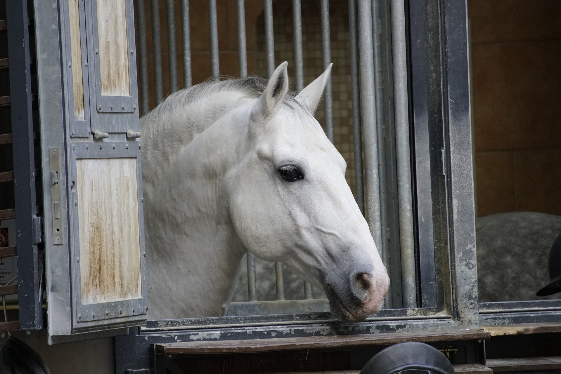 prime-tours-white-horse-austria white horse austria