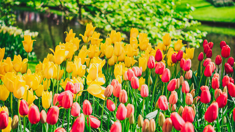 prime tours Keukenhof Gardens, Lisse Benelux Photo by Libby Penner on Unsplash