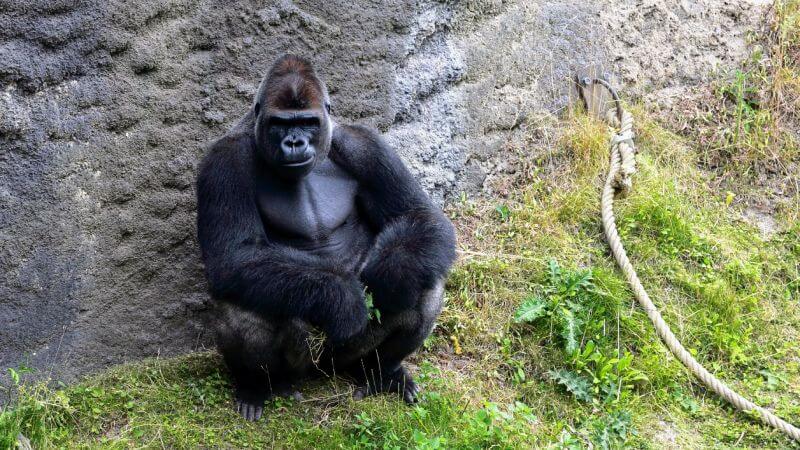 Prime Tours luxury travel Traveling with Kids Benelux Belgium – Pairi Daiza Photo by Wirestock on iStock