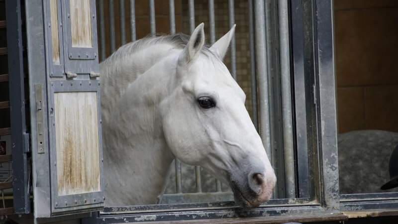 Prime Tours luxury travel destinations Special Tours Austria Spanish Riding School