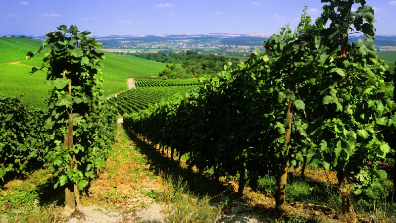 Prime Tours luxury travel Special Tours Benelux Luxembourg Exclusive Wine Tasting in the Moselle Valley by kodachrome25 on iStock