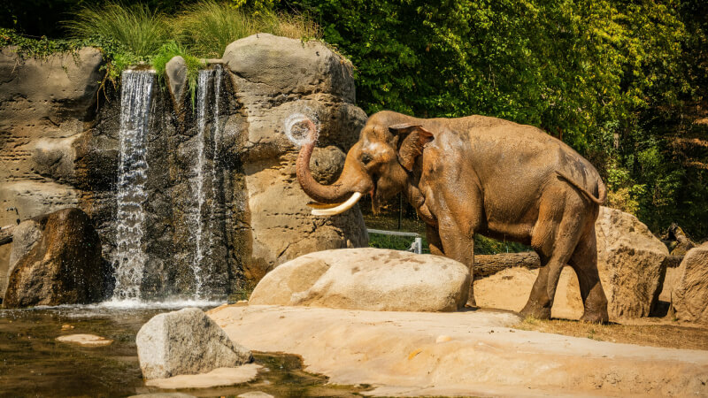 Prime Tours luxury travel destinations Traveling with Kids Czech Republic Prague Prague Zoo Photo by Alexander Shustov on Unsplash