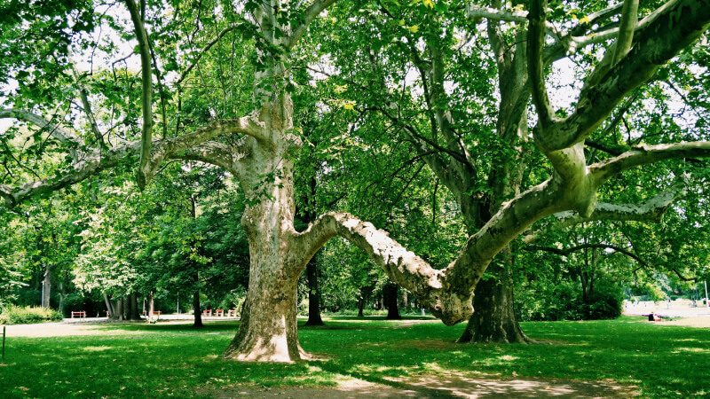 Prime Tours luxury travel destinations Traveling with Kids Hungary Budapest Palatinus Baths, Margaret Islands Photo by Serhii Hyliuk on Unsplash