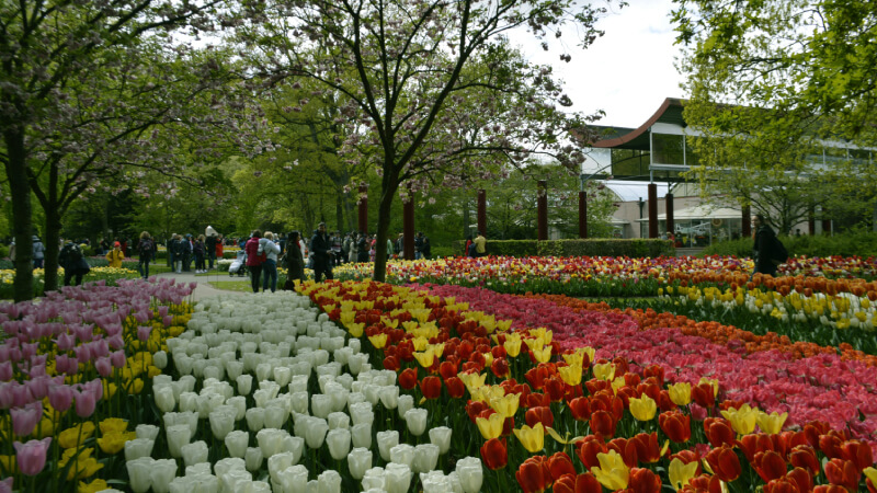 Prime Tours luxury travel Nature Benelux Netherlands Keukenhof Gardens & Tulip Fields Photo by Farah Almazouni on Unsplash